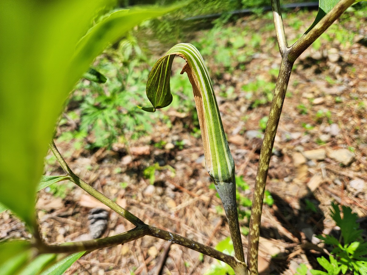 천남성