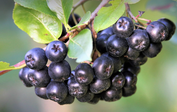 아로니아 열매