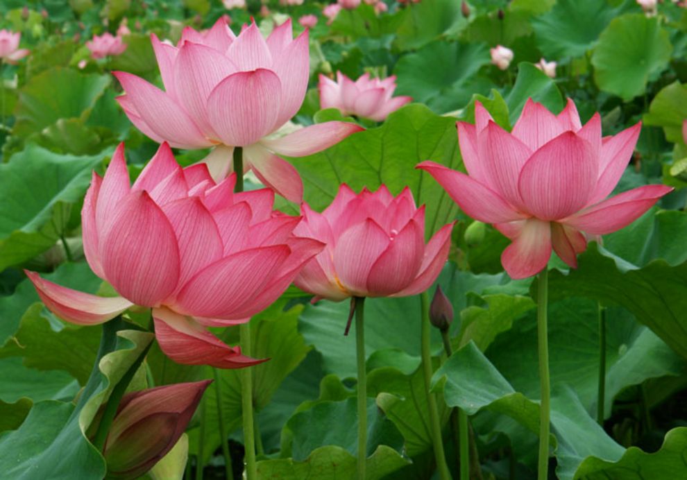 세미원 연꽃문화제