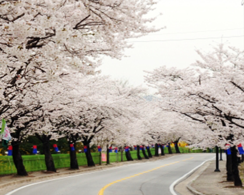 봄꽃 기차여행 (벚꽃기차)코스 및 금액 정리