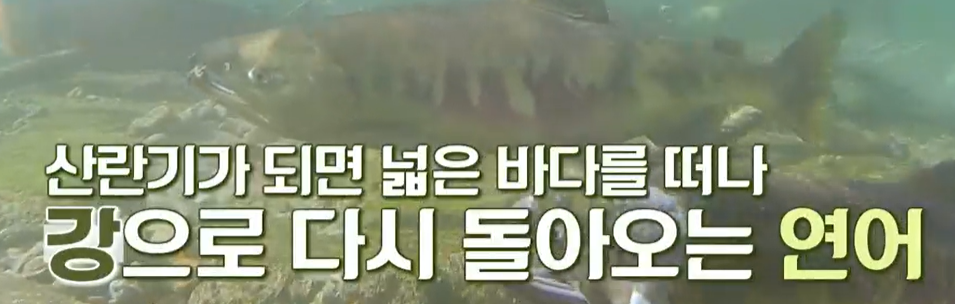 프로테오글리칸 추천