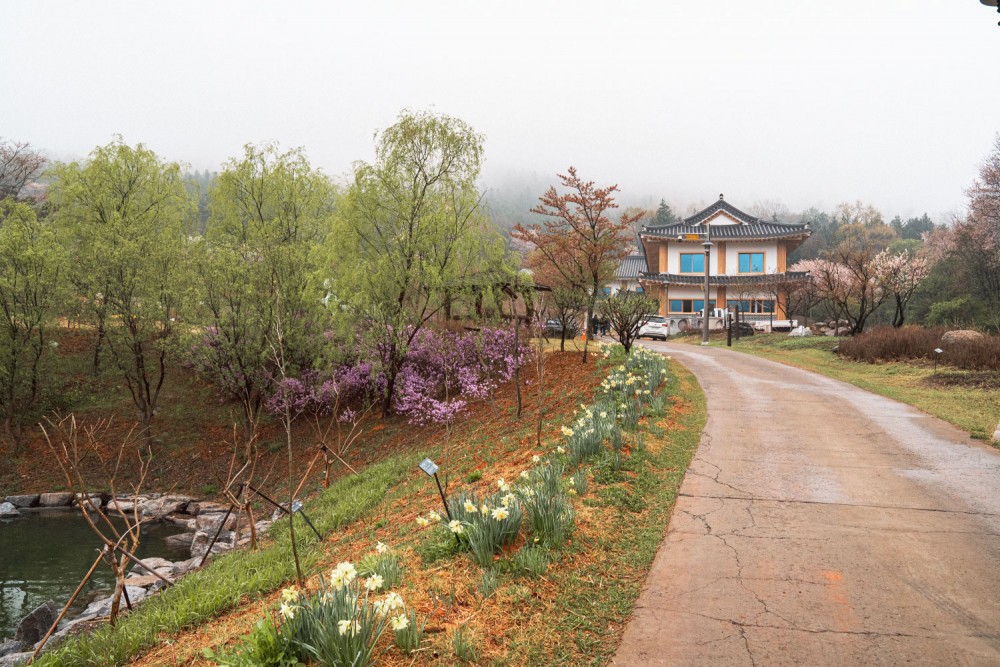 2025 봄꽃 보령 무궁화 수목원 배꽃 조팝나무 터널