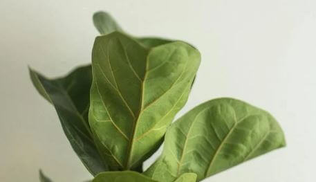 돈 들어오는 식물 뱅갈고무나무