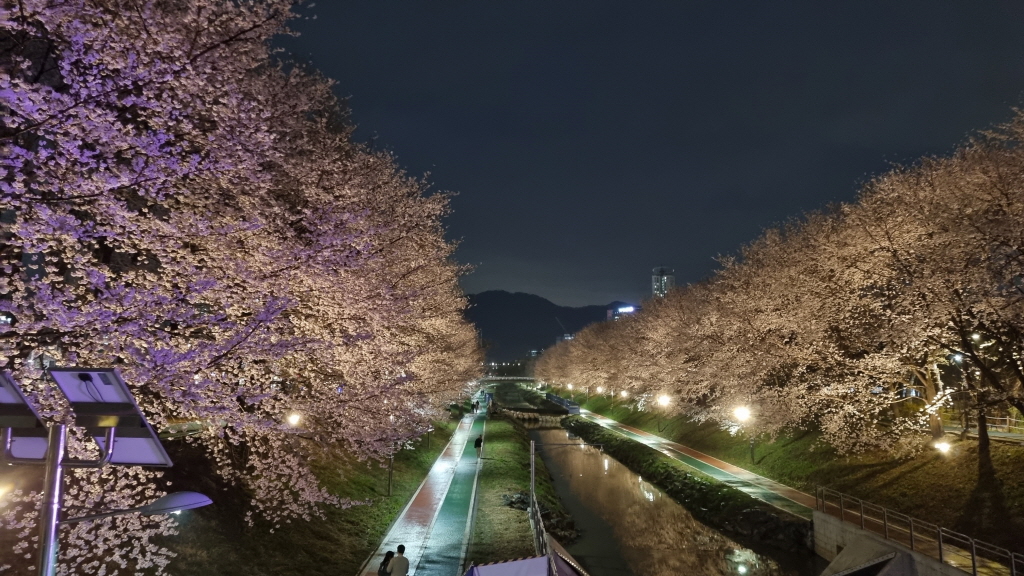 양재천벚꽃축제