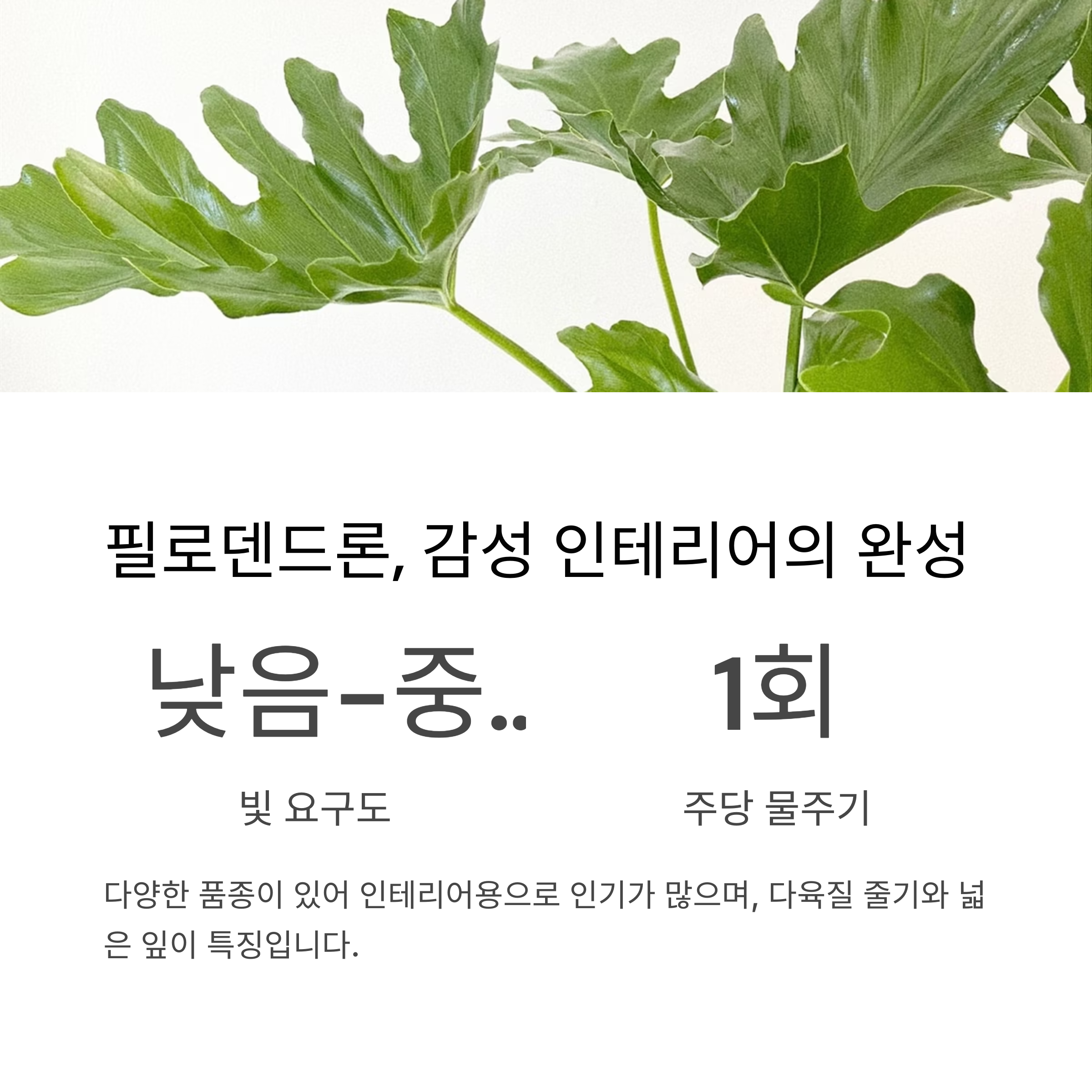 필로덴드론
