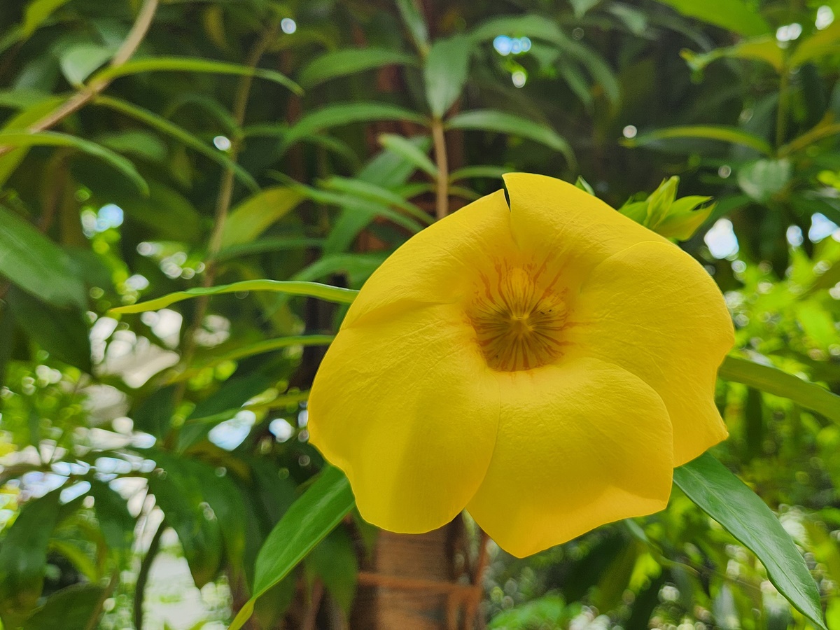 알라만다 Allamanda