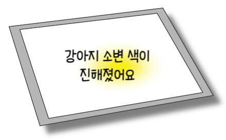 강아지-소변-색깔