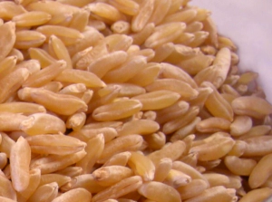 이집트 쌀 카무트 효능 부작용