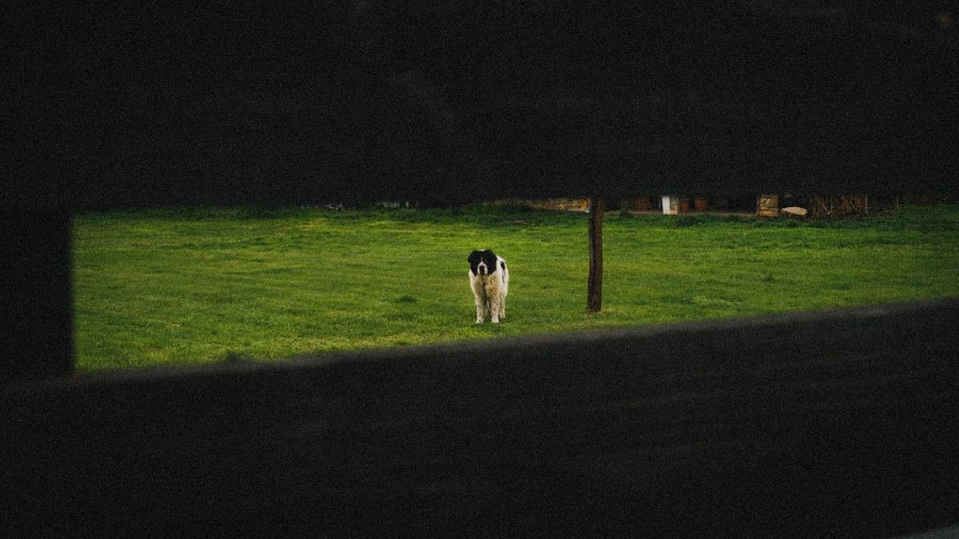Guardian