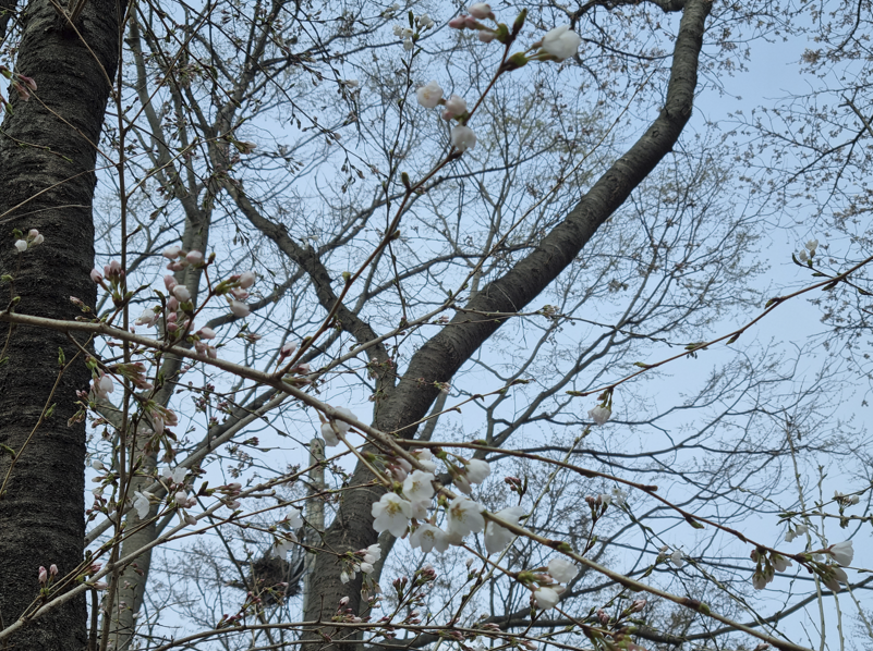 아중호수 벚꽃 현황 3