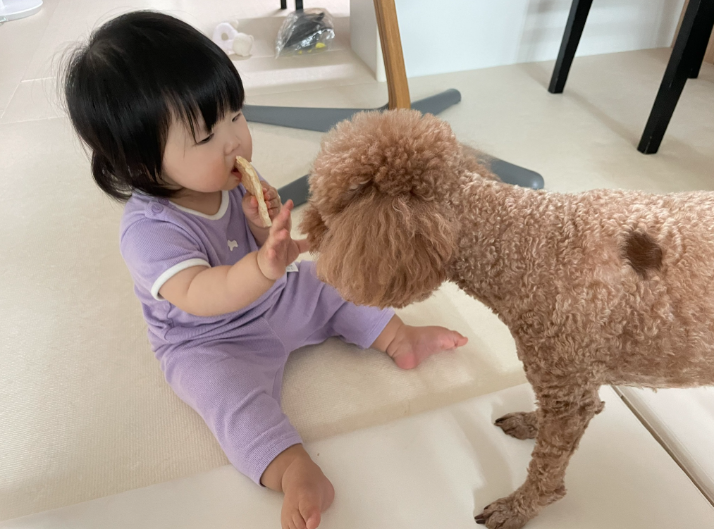 반려견에게 간식을 주지 않는 아기 ㅋㅋ