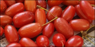 손질 중인 산수유