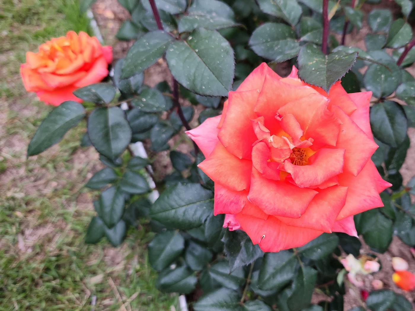 장미 루이스 드퓨네 Louis de Funes