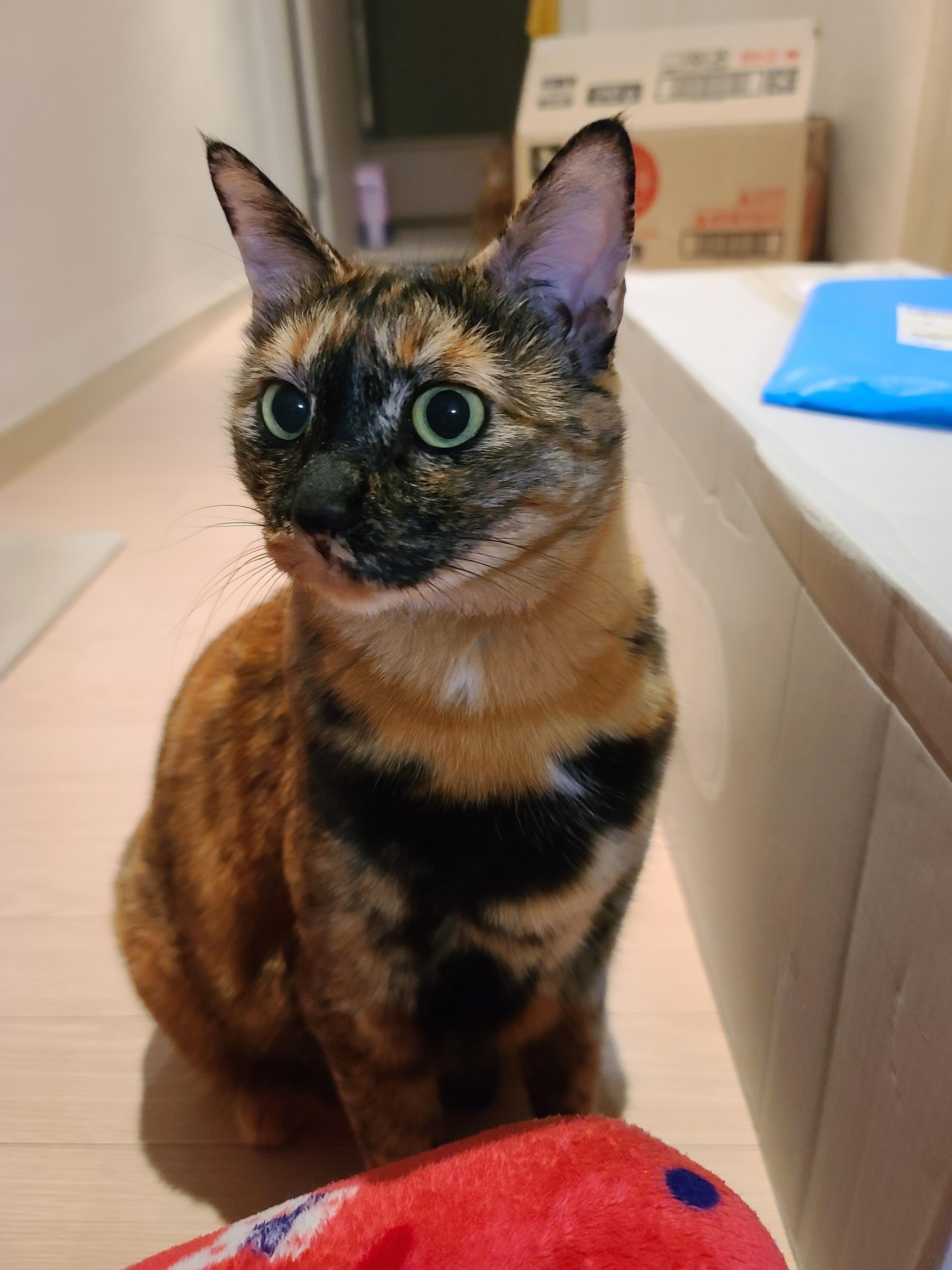 나는야 고양이를 몰고 다니는 사람. 캣닢인간인가봉가