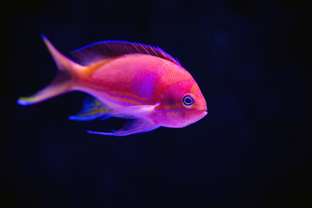 fish