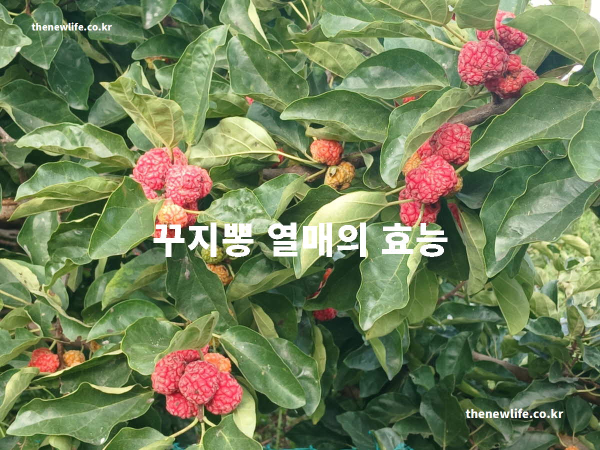 꾸지뽕 열매 효능 대표 실사진