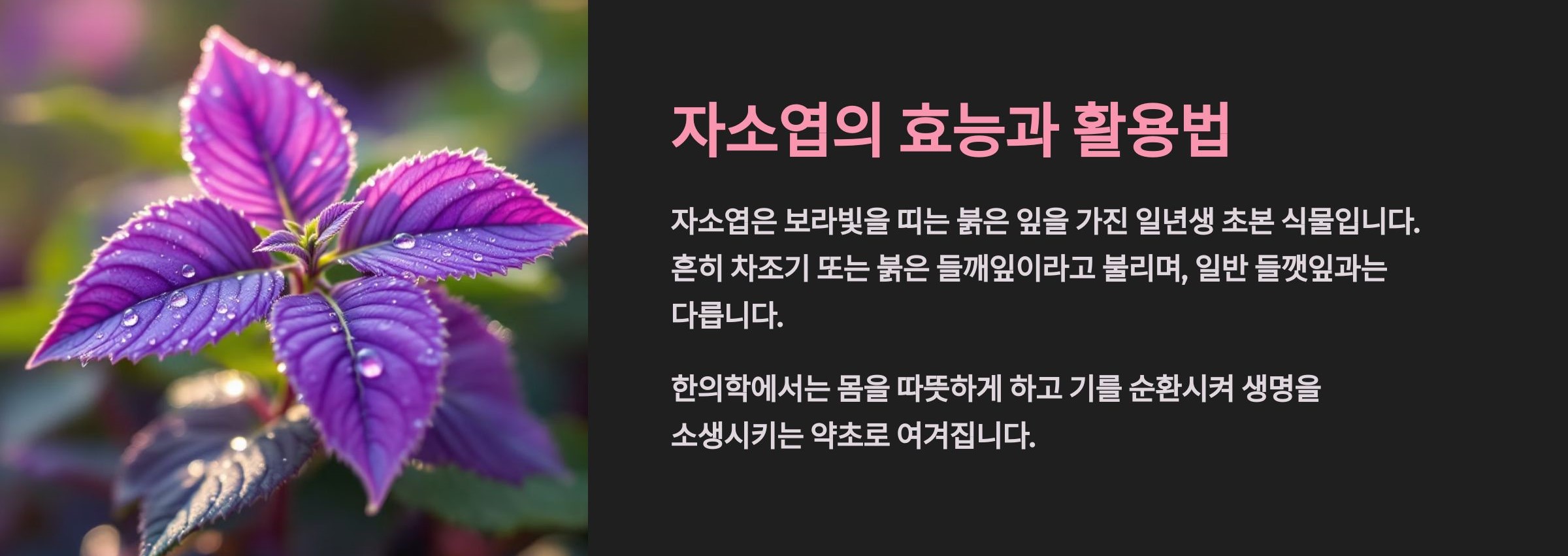 자소엽