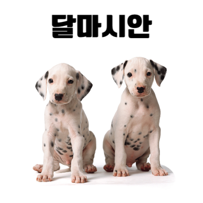 달마시안(Dalmatian) 이미지