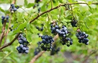 블루베리 재배 산도 조절 피트모스 혼합 여름 관수_10