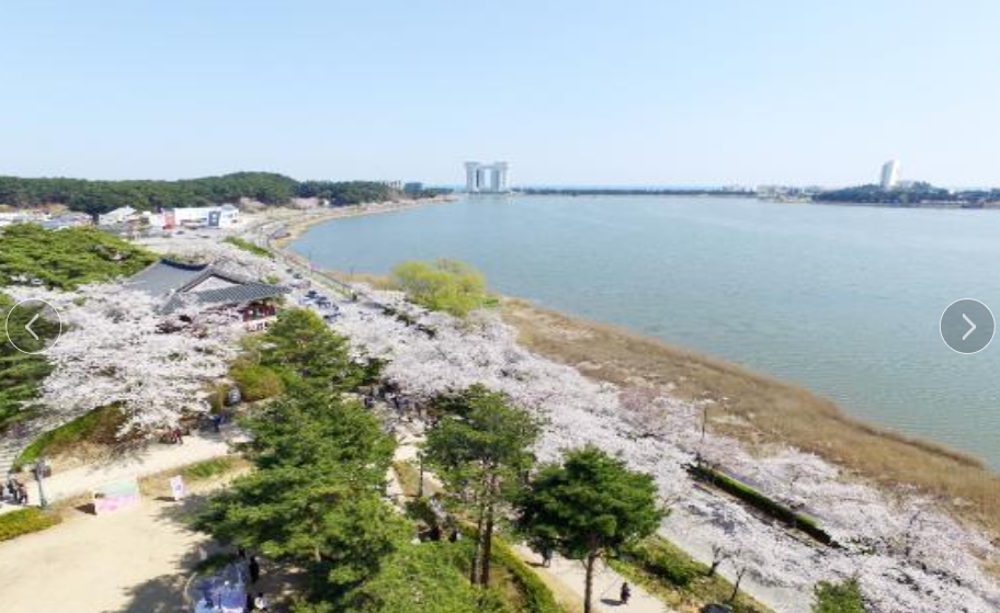 2024 벚꽃개화시기