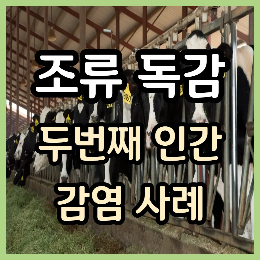 조류 독감 인간 감염 인체 감염 우유