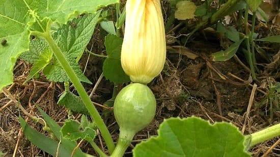 호박꽃-착생-개화-착과-호박-종류-동양계-서양계-페포계-품종