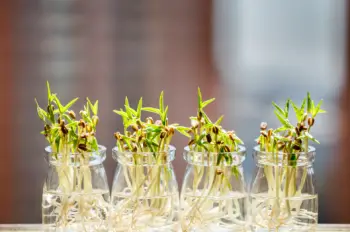 녹두 효능 및 영양성분,녹두 가격