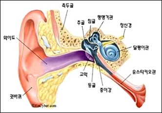돌발성 난청 원인 6
