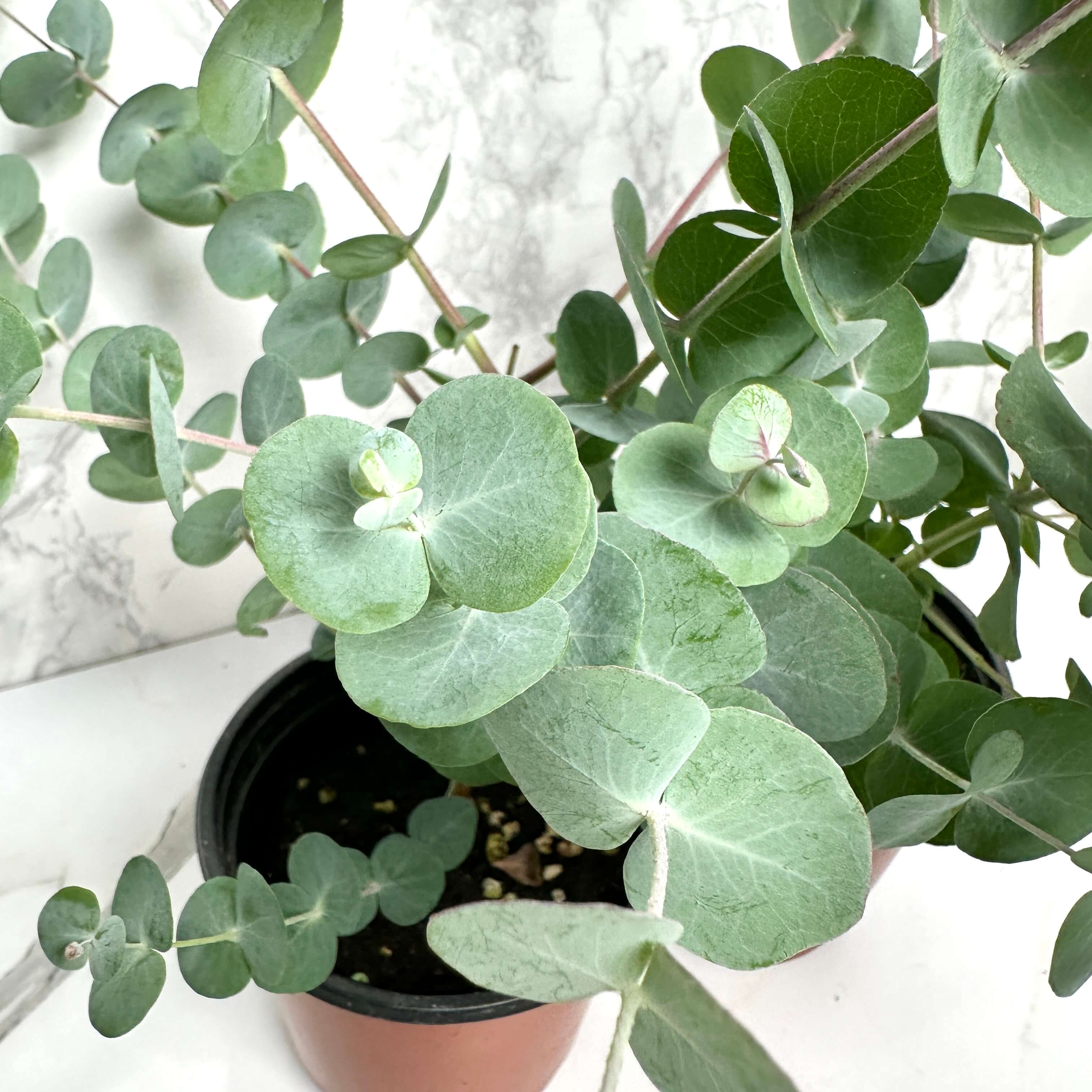 유칼립투스 키우기