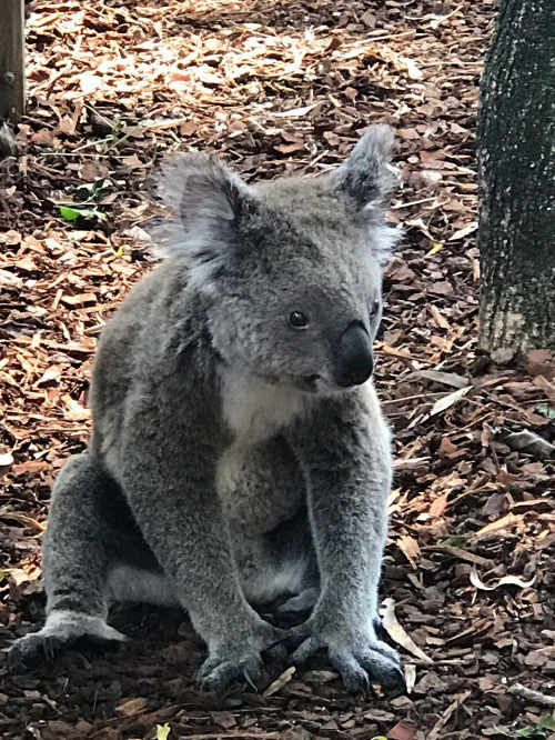 타롱가 동물원의 캥거루와 코알라