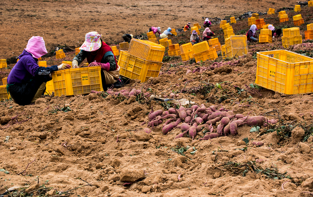 고구마-심는-시기