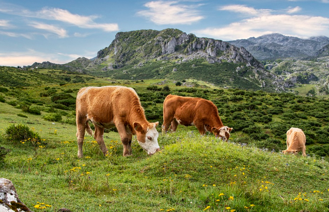 2023년 소띠운세