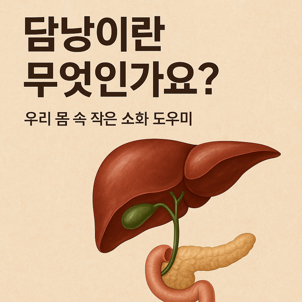 담낭이란 무엇인가요? – 우리 몸 속 작은 소화 도우미
