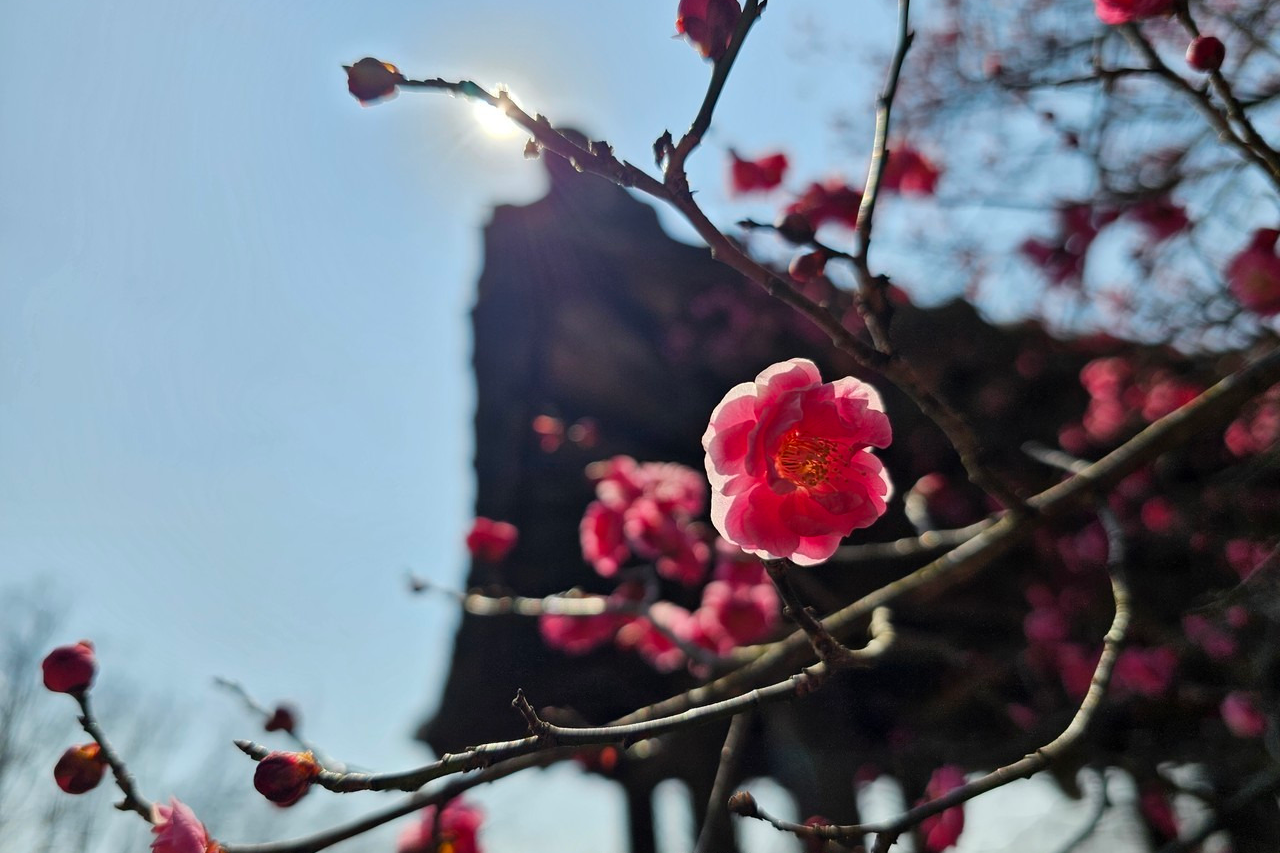홍매화 유명한곳 홍매화축제 기간