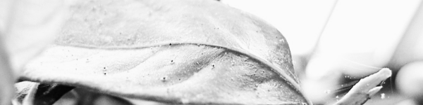 응애 퇴치법: 피해