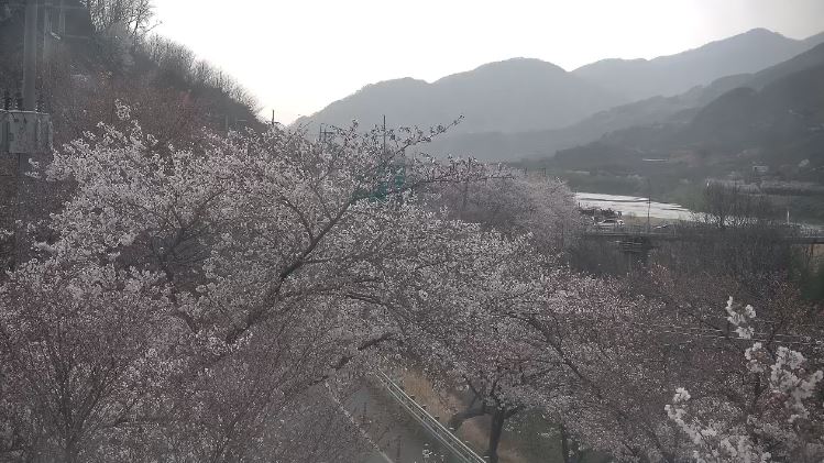 하동 벚꽃 CCTV 