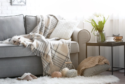 방에서 쉬는 고양이.