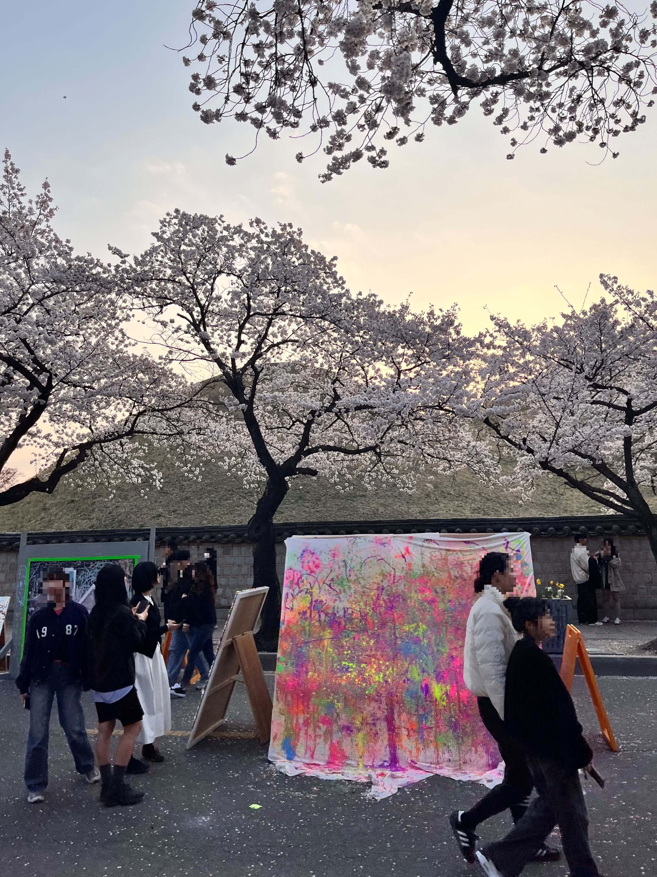 대릉원 돌담길에서 벚꽃구경