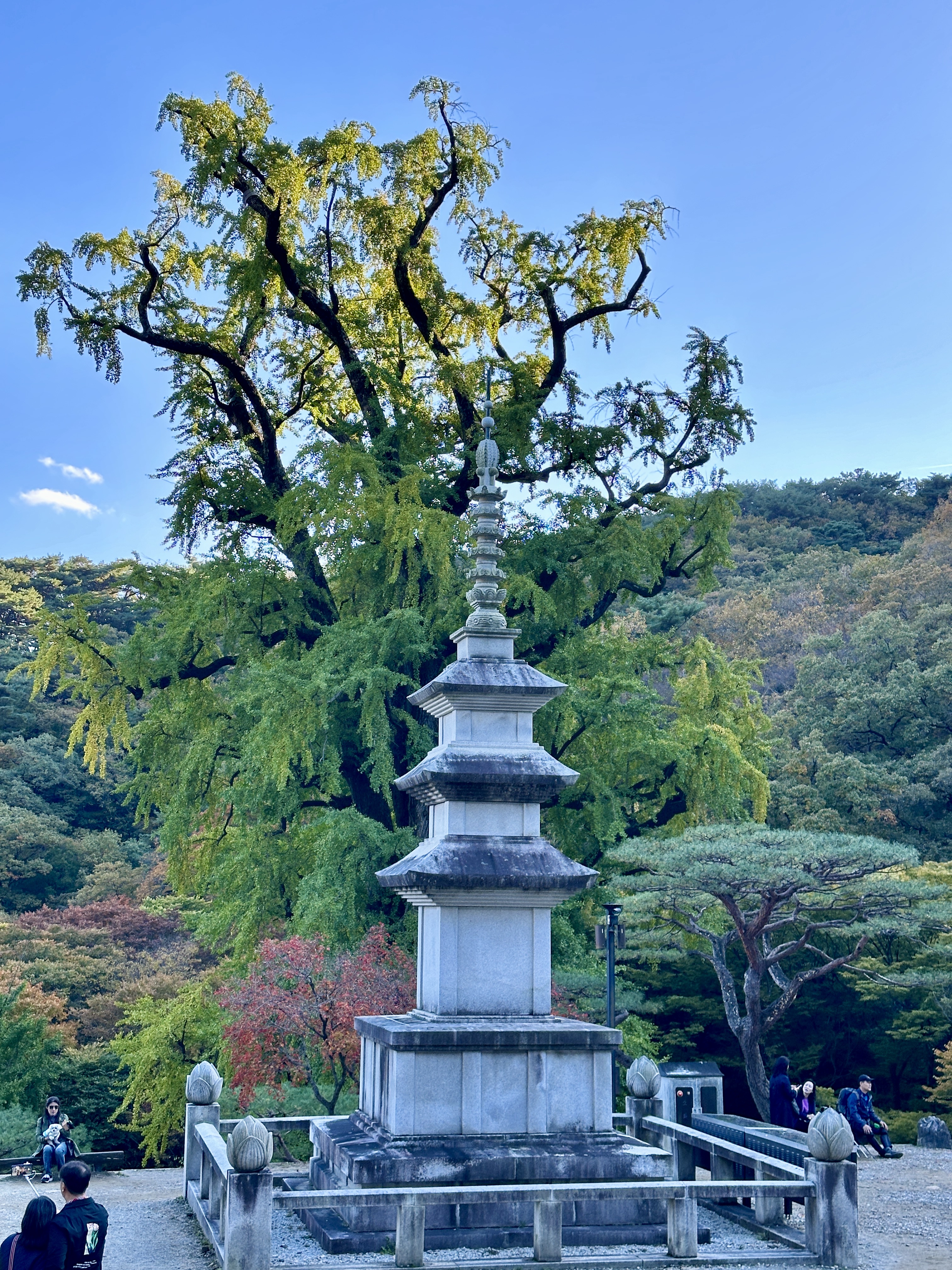 삼층사리탑과 용문산 은행나무
