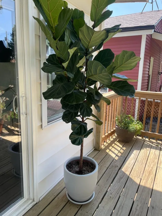 화분 여행 전 관리 급수준비 조명타이머 통풍점검 안심외출 체크_2