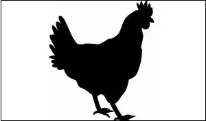 닭고기먹고 체했을때