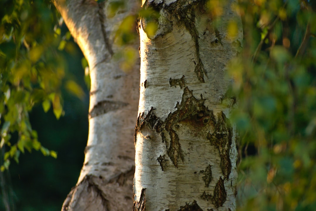 Birch