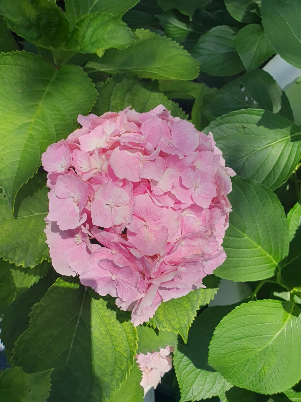 장생포 수국축제에서 여름을 만끽하다! 울산 고래문화마을 수국 명소 추천