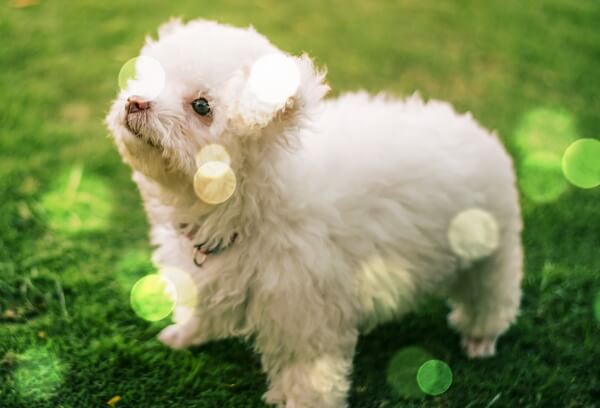 잔디밭위에-서있는-강아지