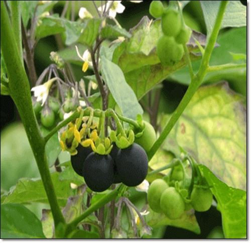 까마중 효능 및 부작용