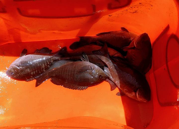 낚시로-잡은-벵에돔-6마리