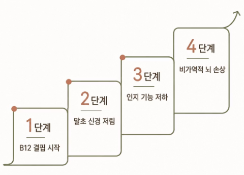 비타민b12 효능