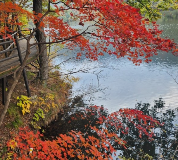 속리산 단풍
