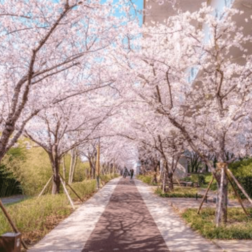 여의도 윤중로 차량 교통 통제 벚꽃축제 실시간 주차장 확인하기