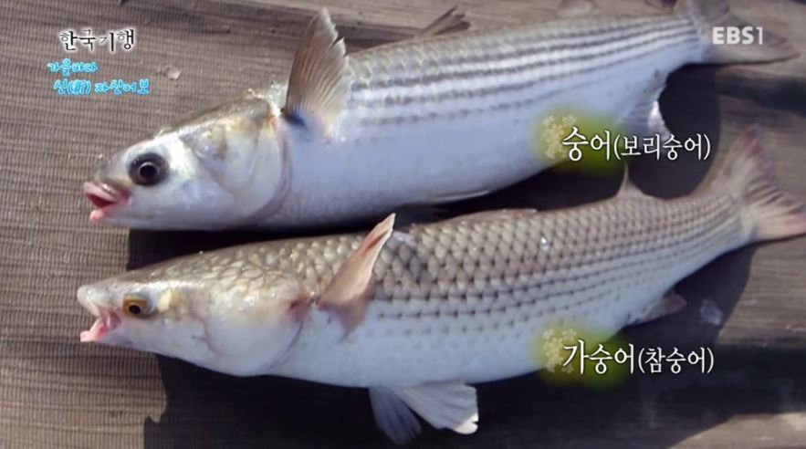가숭어